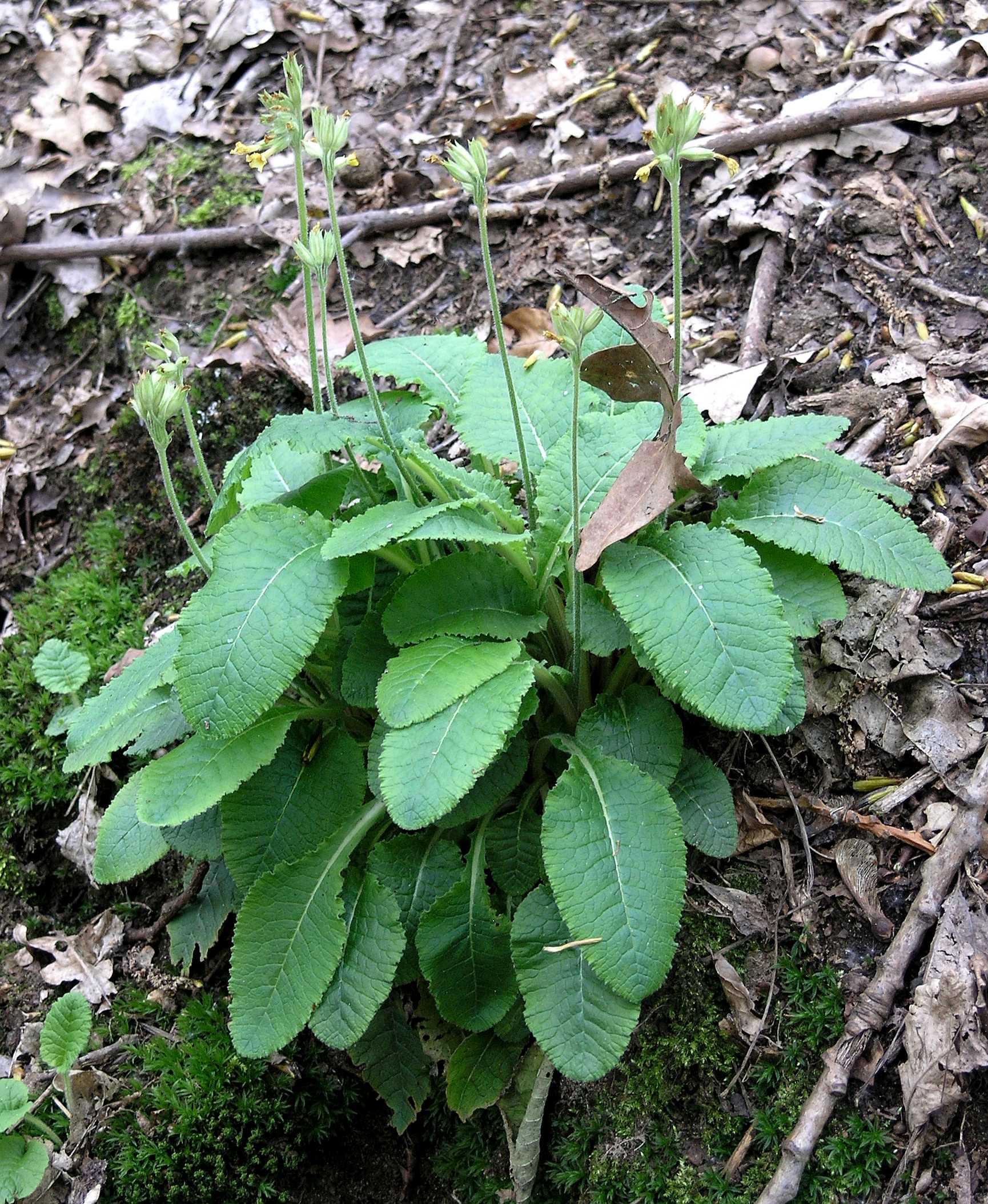 Primulaceae Primula elatior