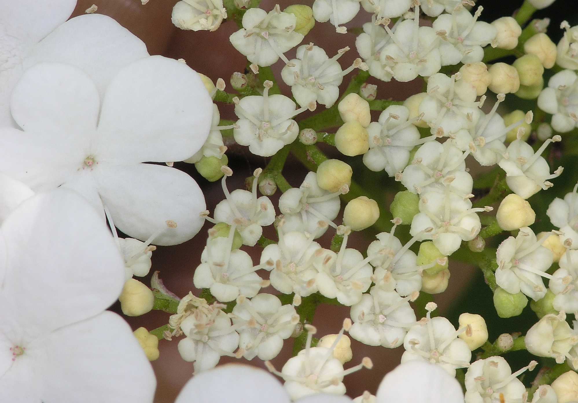 Adoxaceae Viburnum opulus