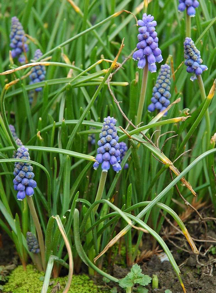 Hyacinthaceae Muscari 