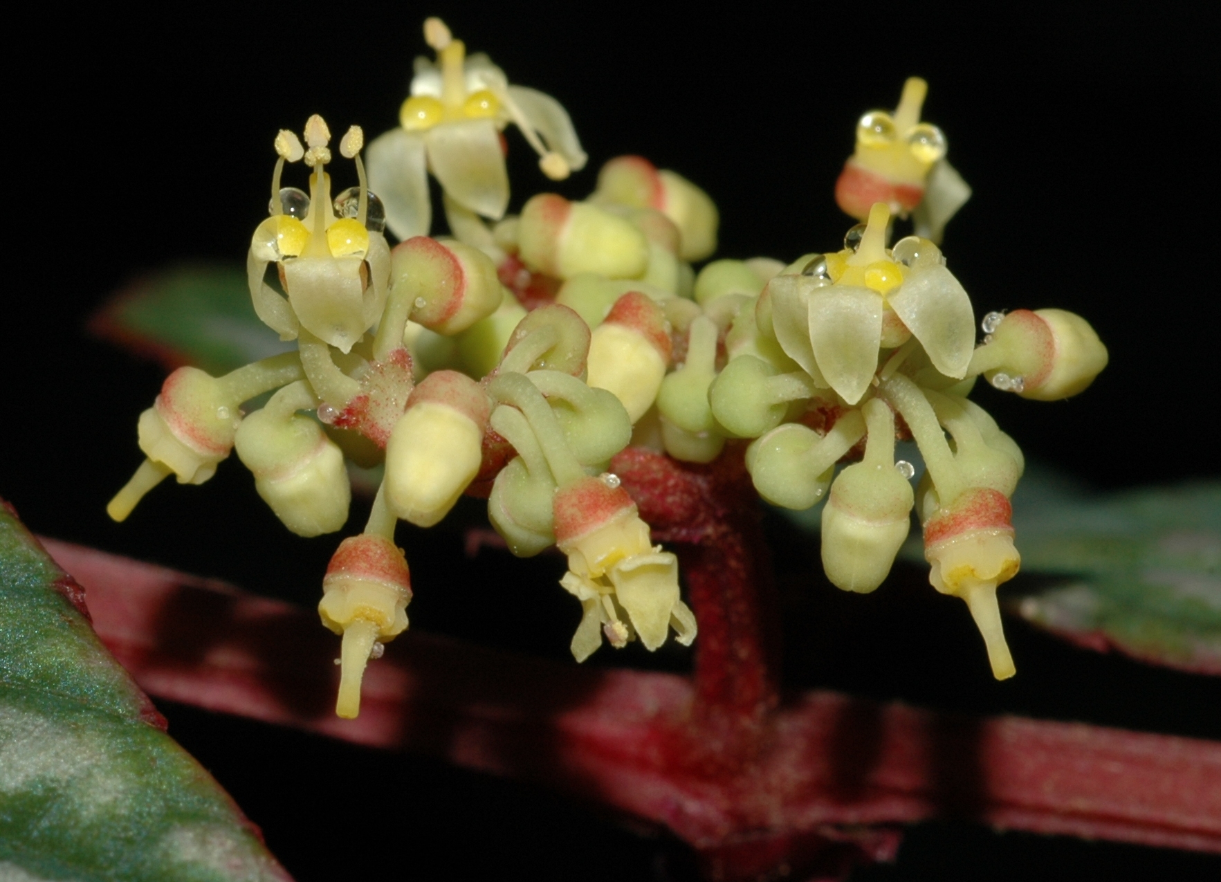 Vitaceae Cissus discolor