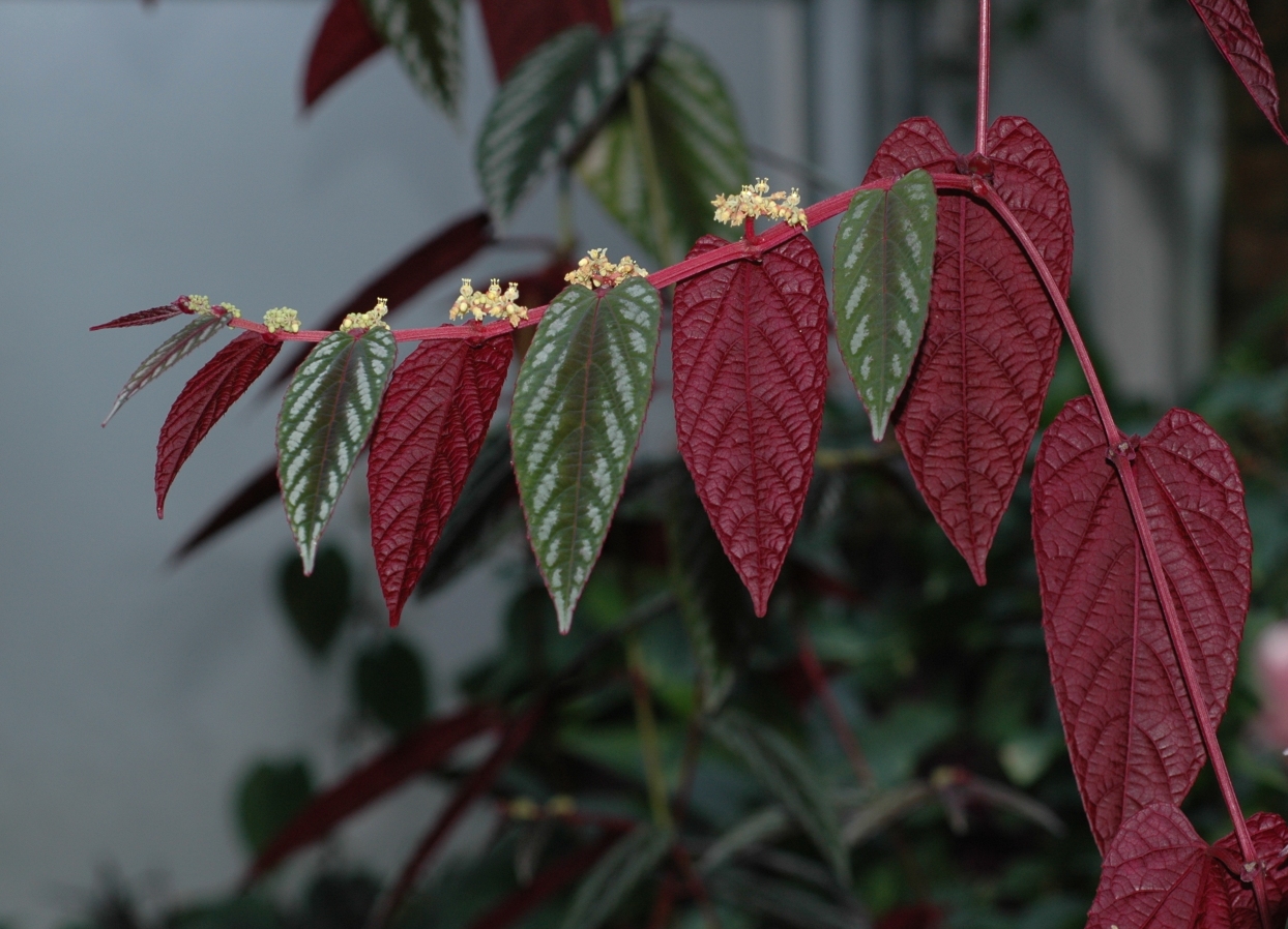 Vitaceae Cissus discolor