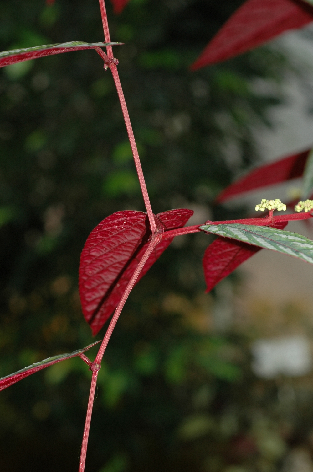 Vitaceae Cissus discolor