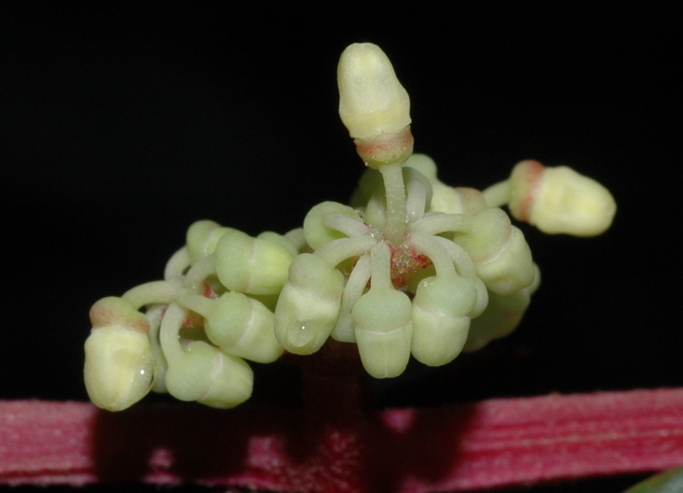 Vitaceae Cissus discolor