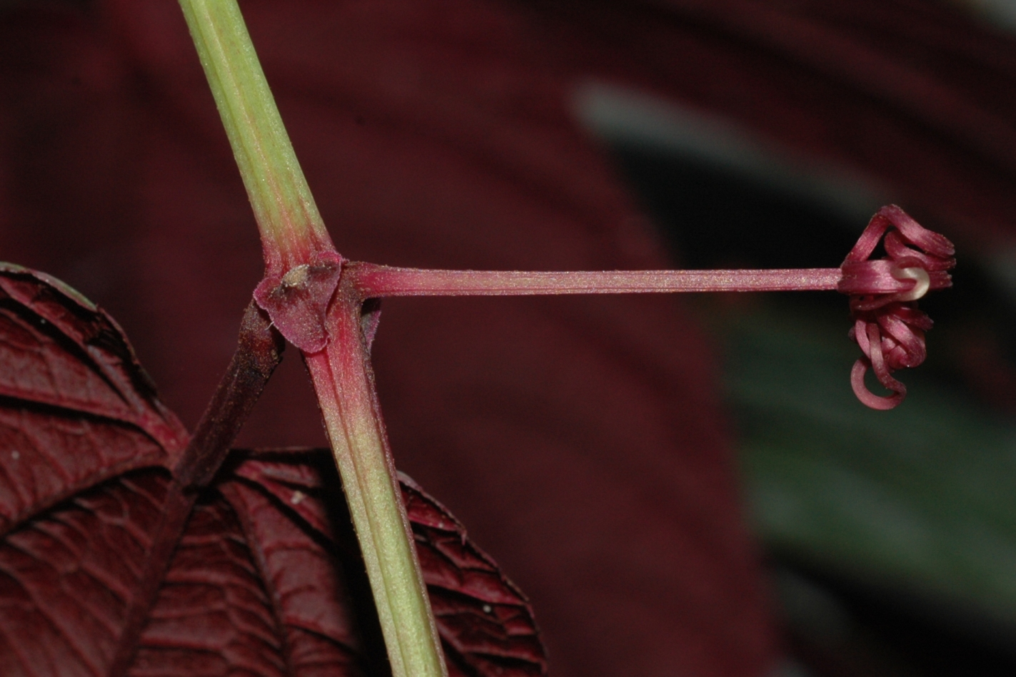 Vitaceae Cissus discolor