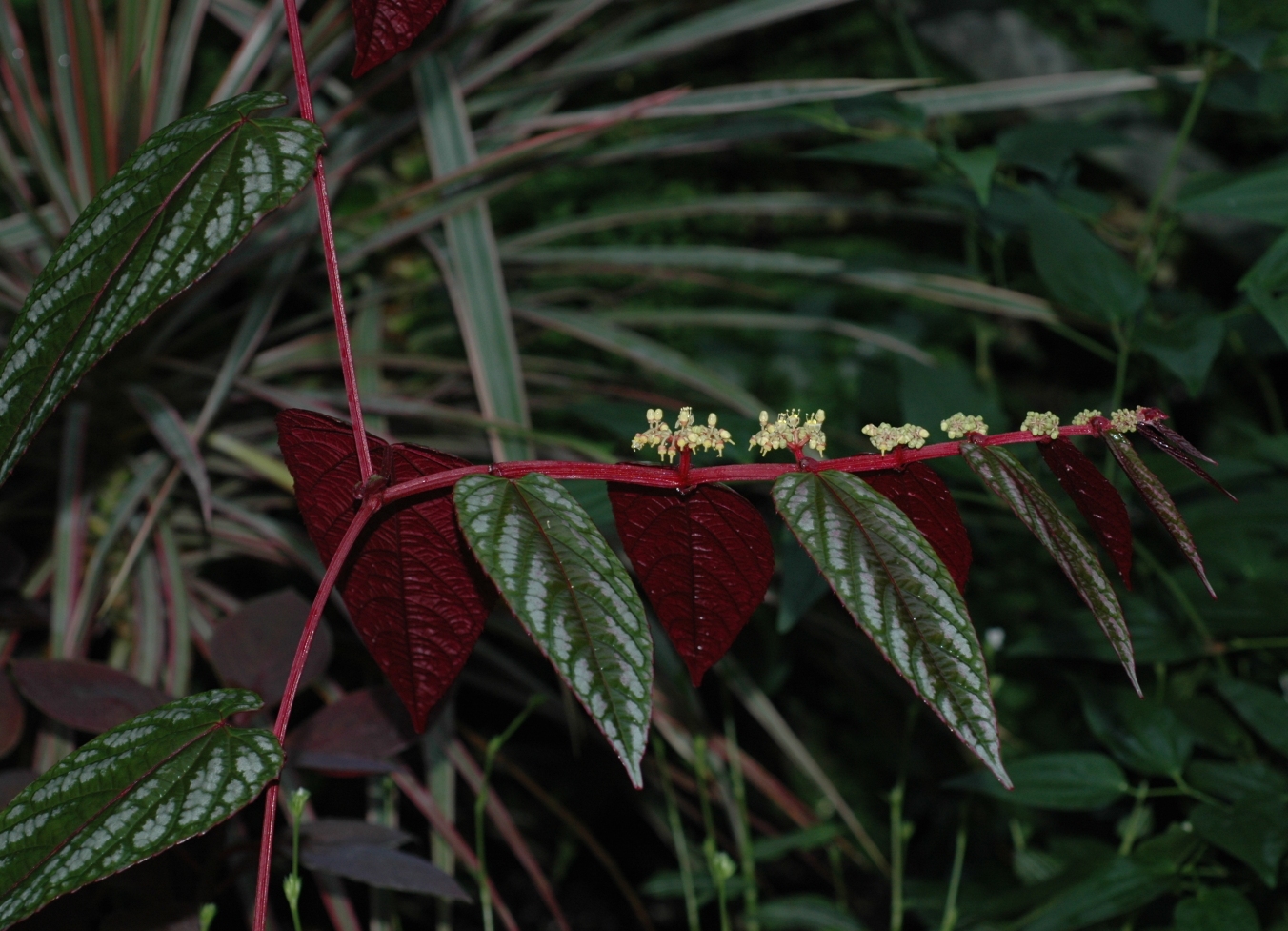 Vitaceae Cissus discolor