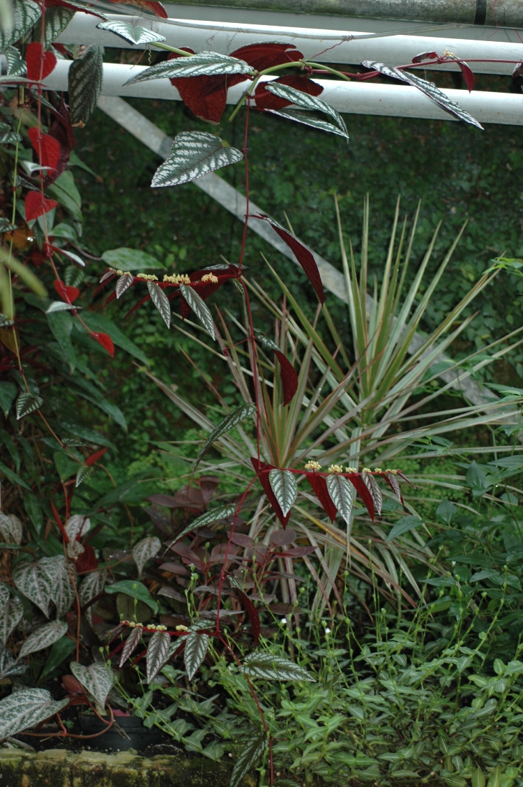 Vitaceae Cissus discolor