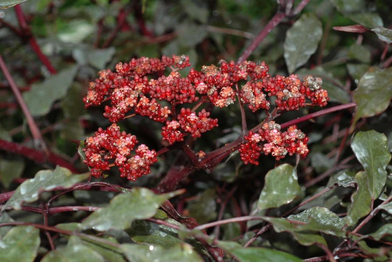 Vitaceae Leea guineensis