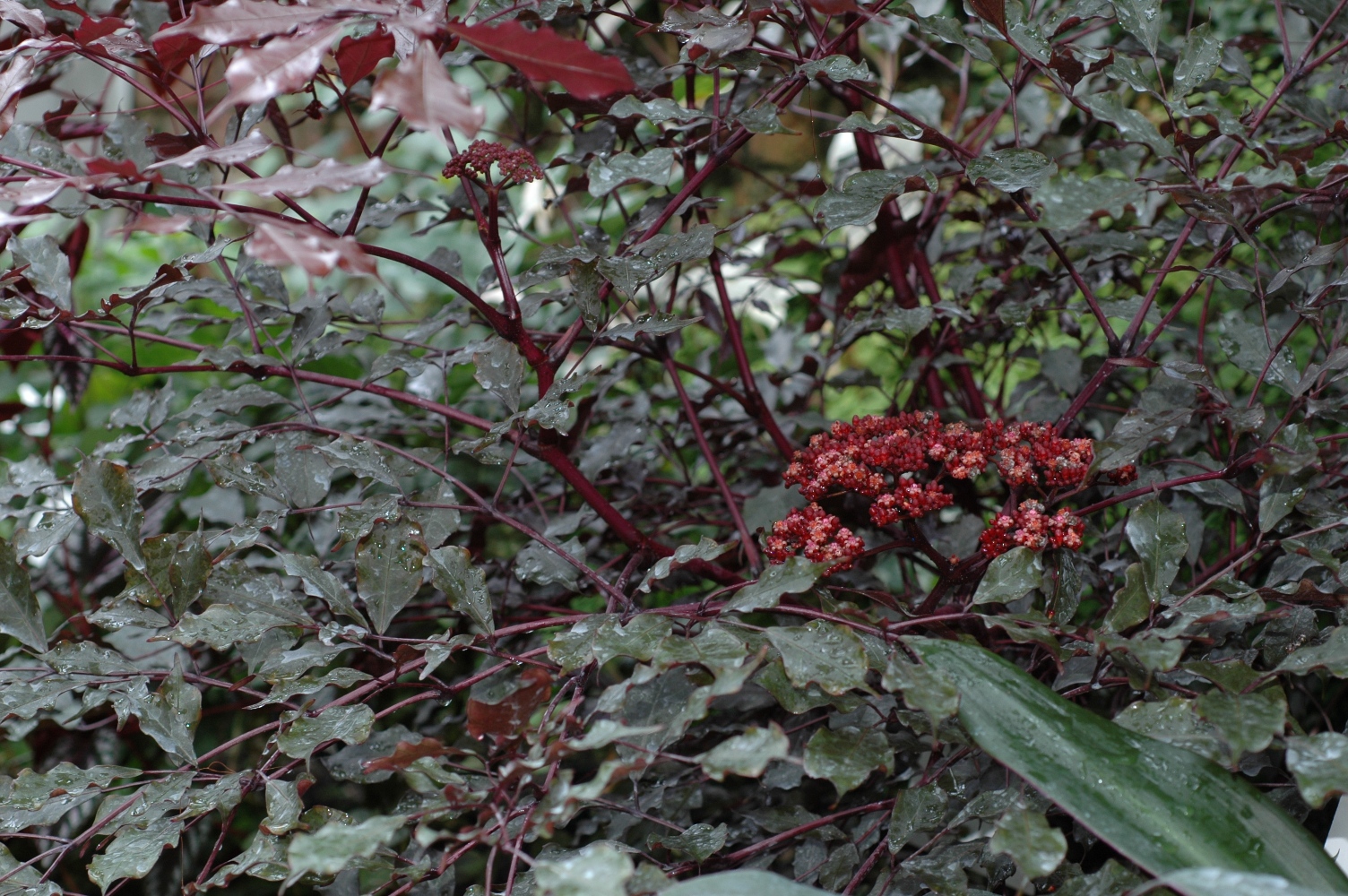 Vitaceae Leea guineensis