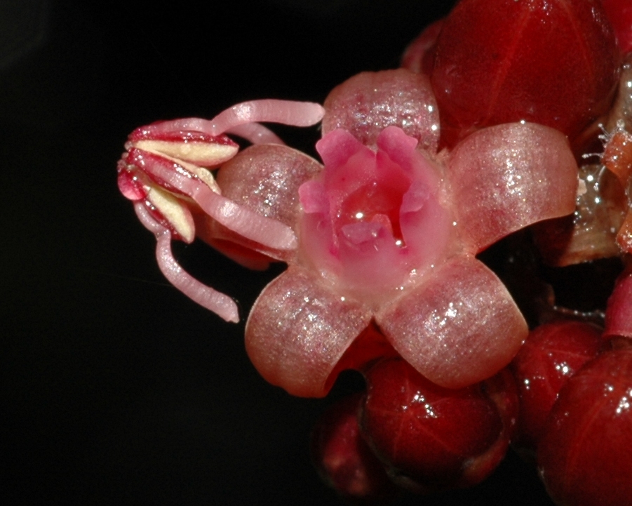 Vitaceae Leea guineensis