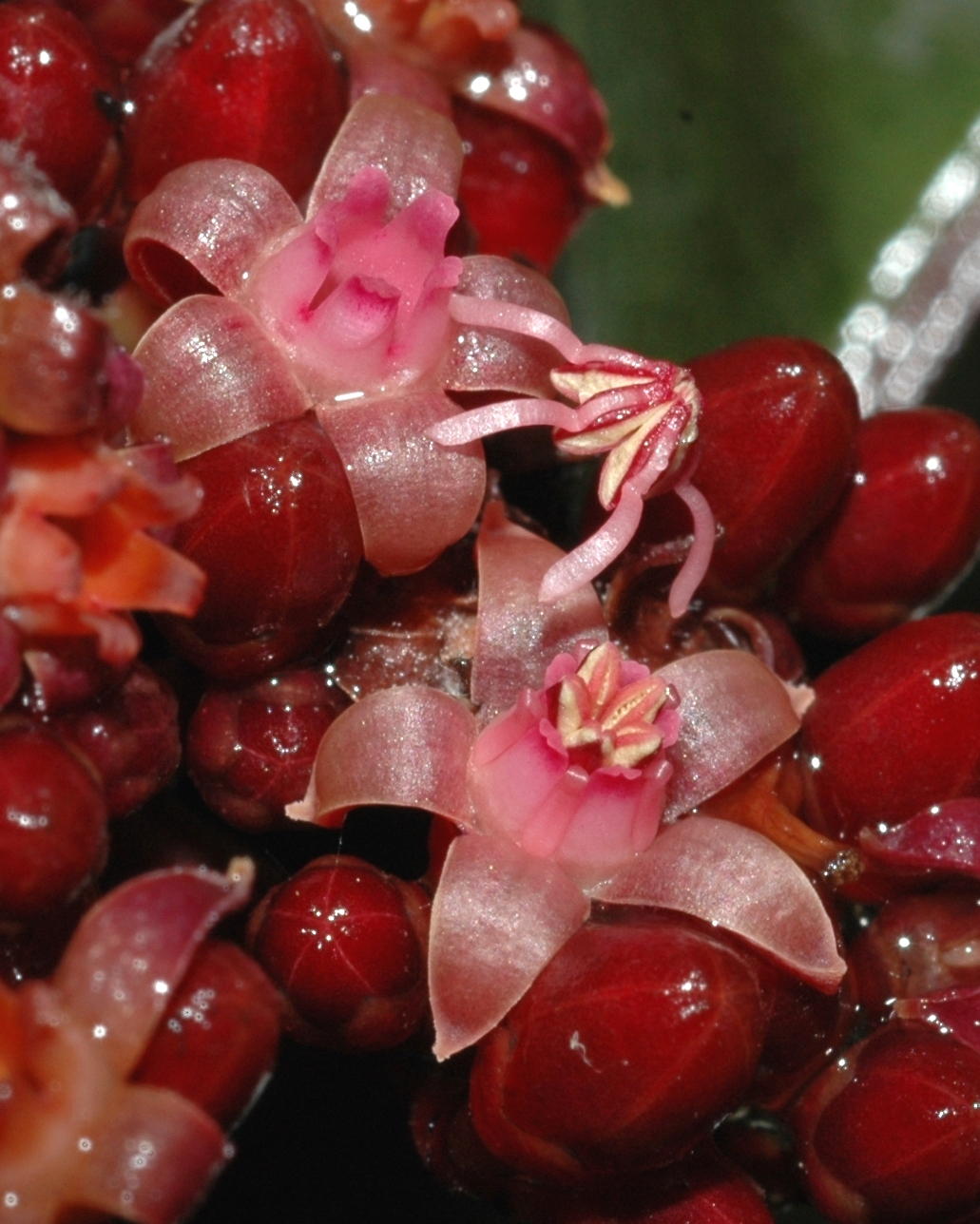 Vitaceae Leea guineensis