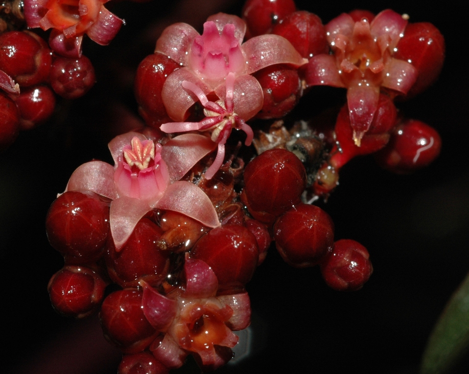 Vitaceae Leea guineensis