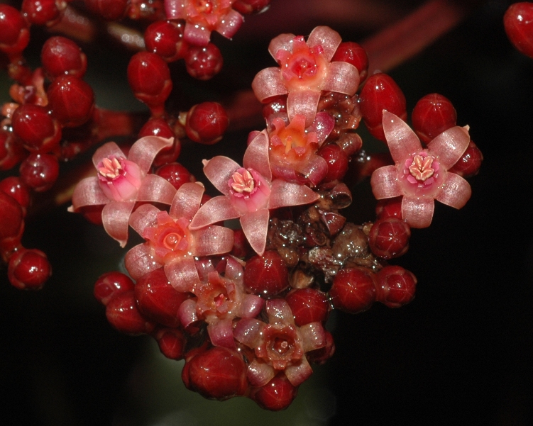 Vitaceae Leea guineensis