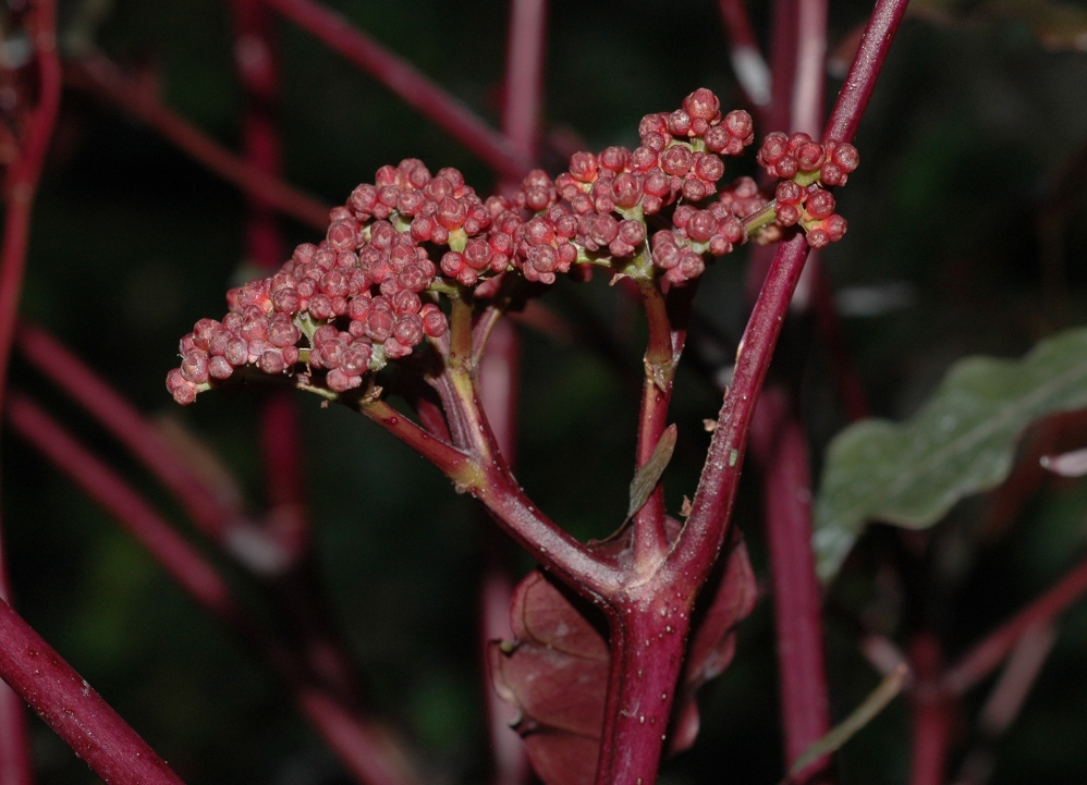 Vitaceae Leea guineensis