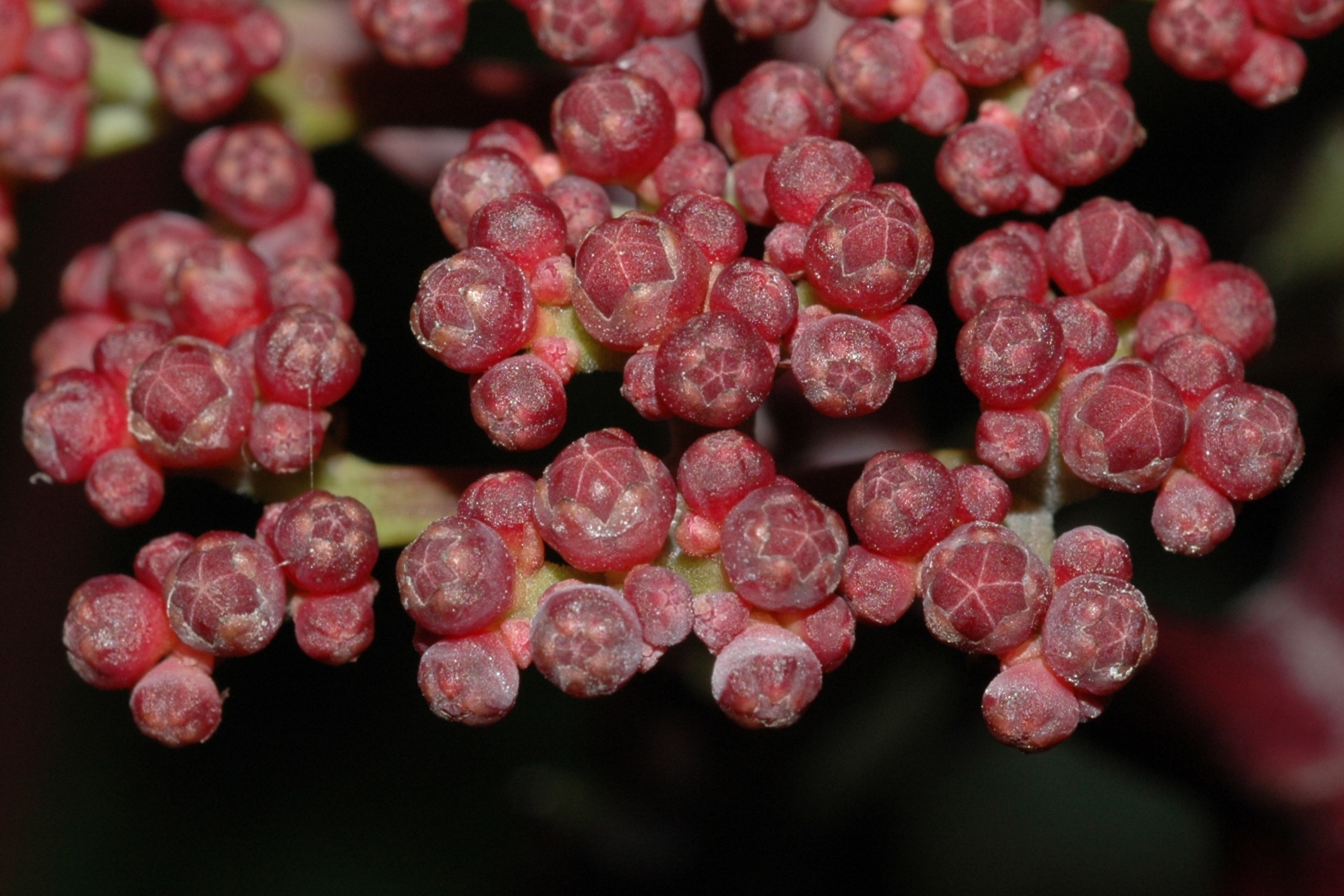 Vitaceae Leea guineensis