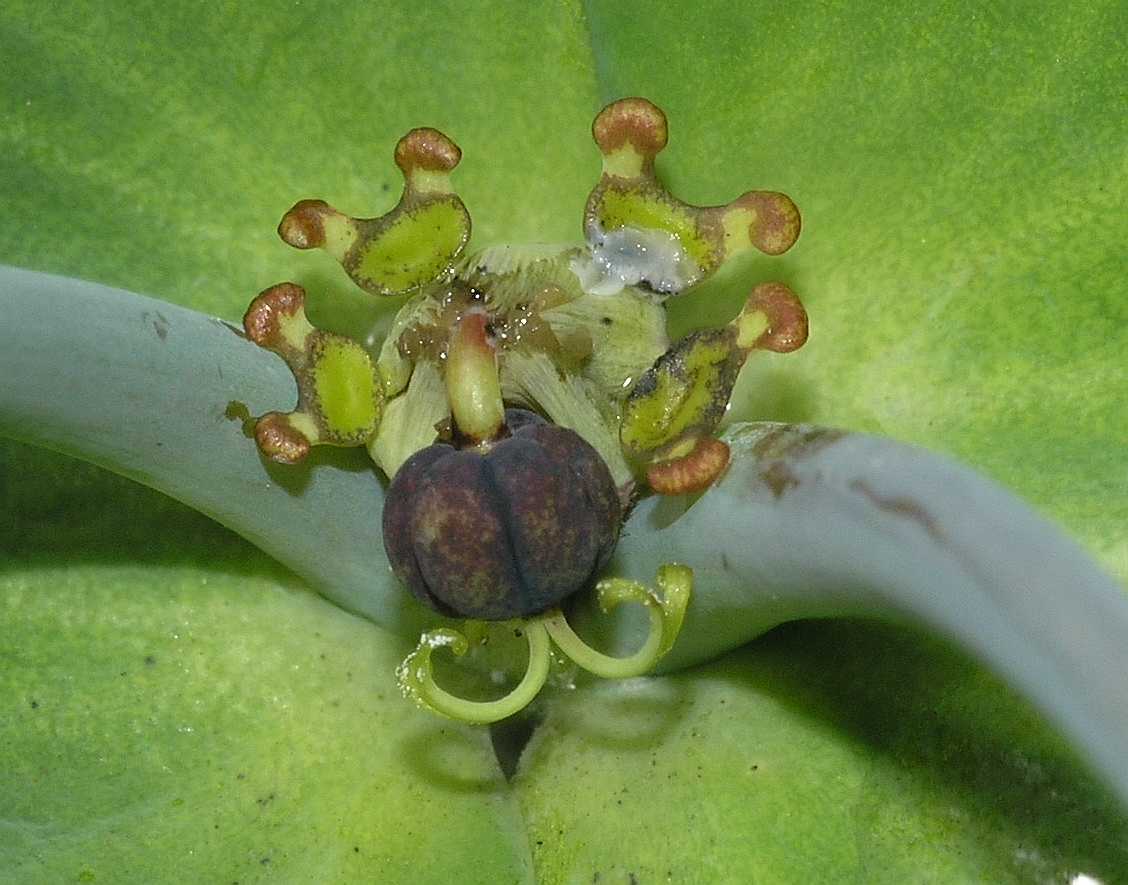 Euphorbiaceae Euphorbia cruciata