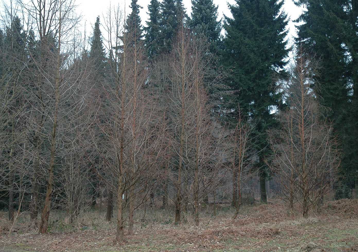 Cupressaceae Metasequoia glyptostroboides