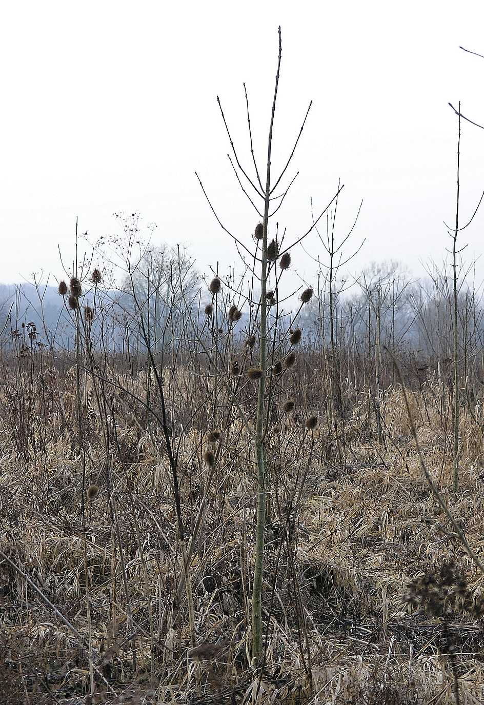 Dipsacaceae Dipsacus 