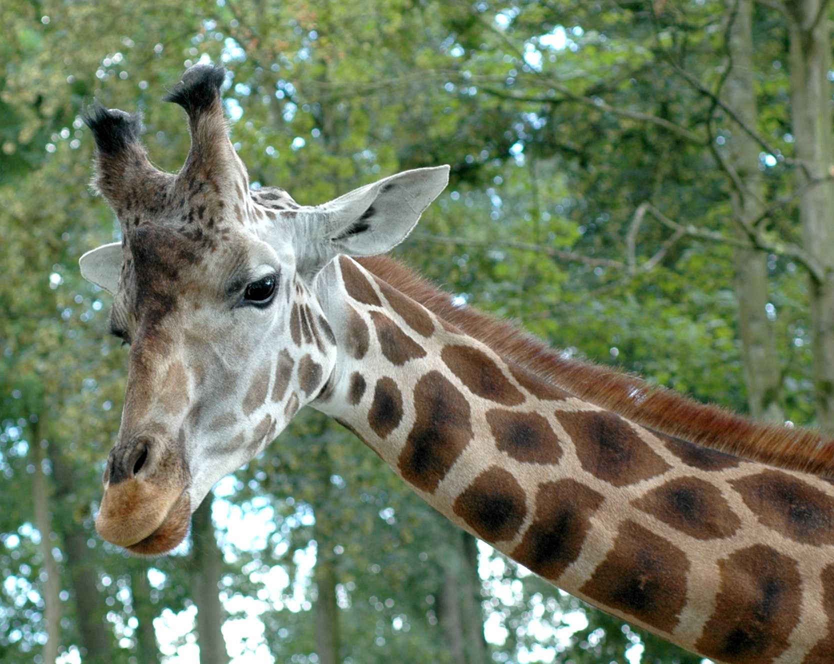 Giraffidae Giraffa camelopardalis