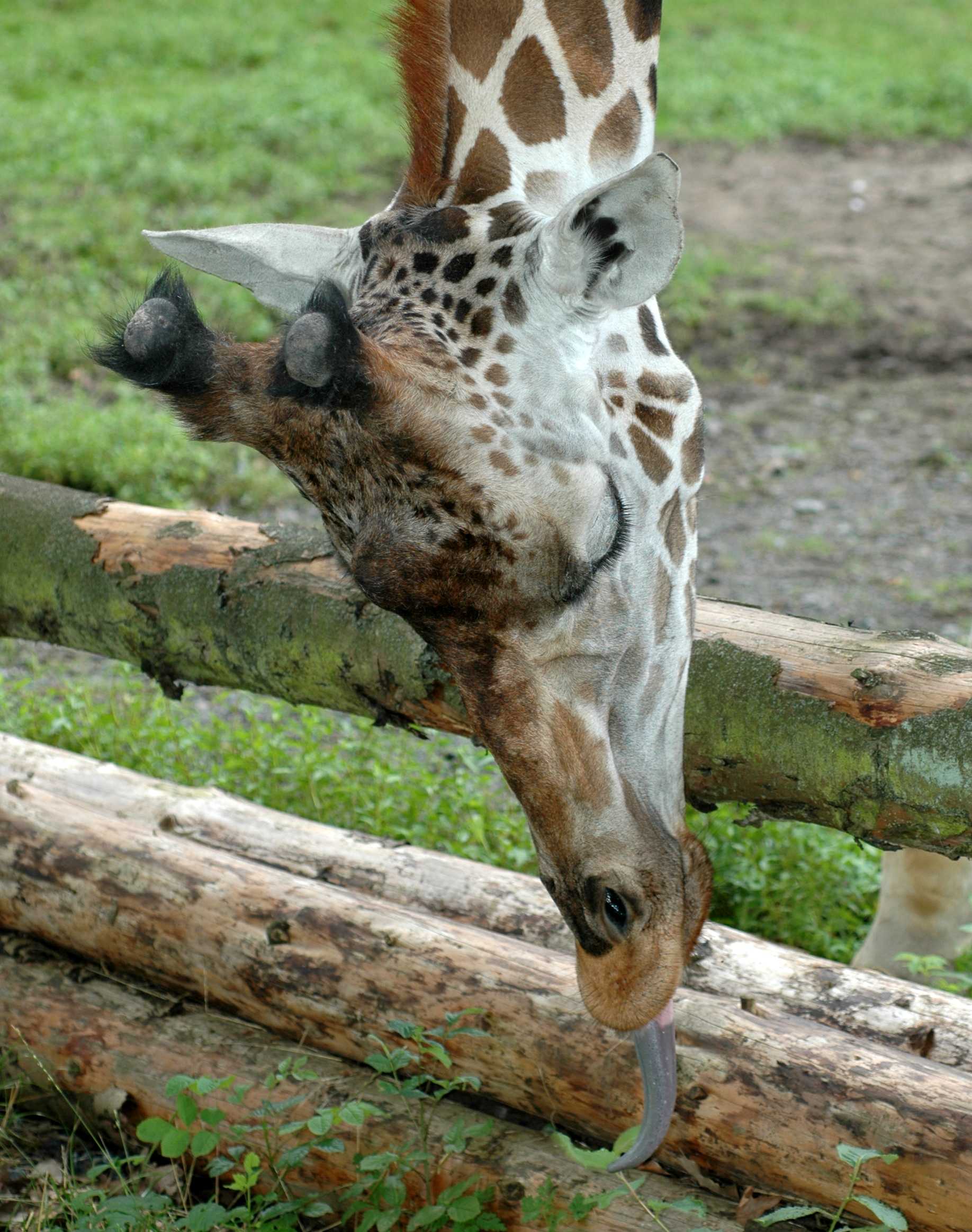 Giraffidae Giraffa camelopardalis