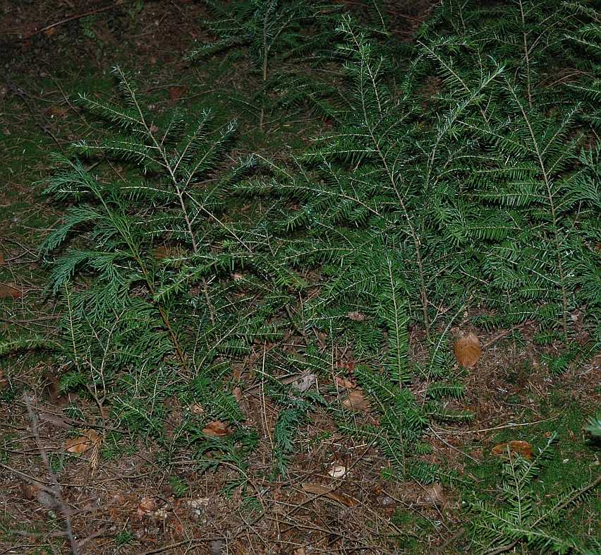 Pinaceae Tsuga heterophylla