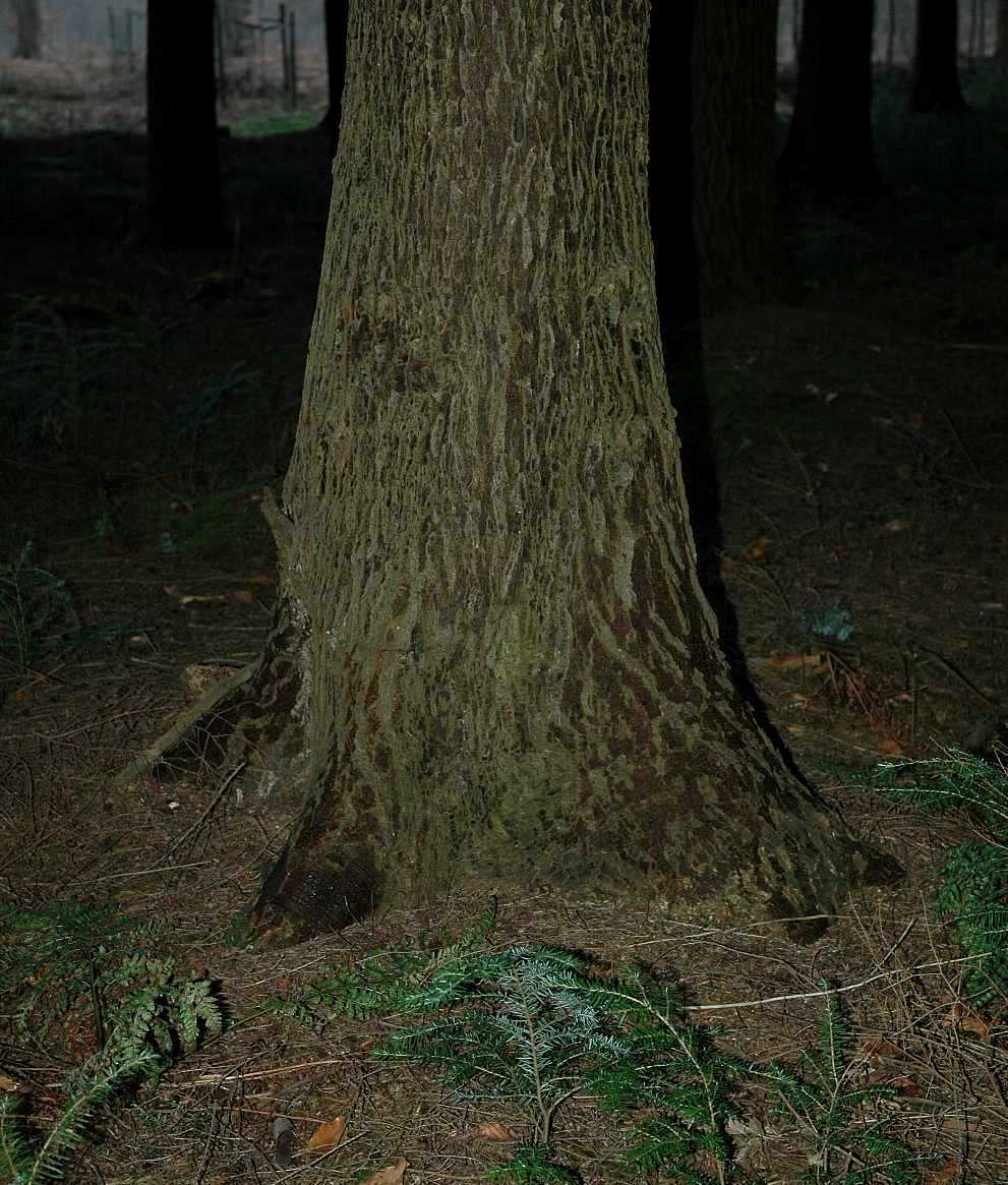 Pinaceae Tsuga heterophylla