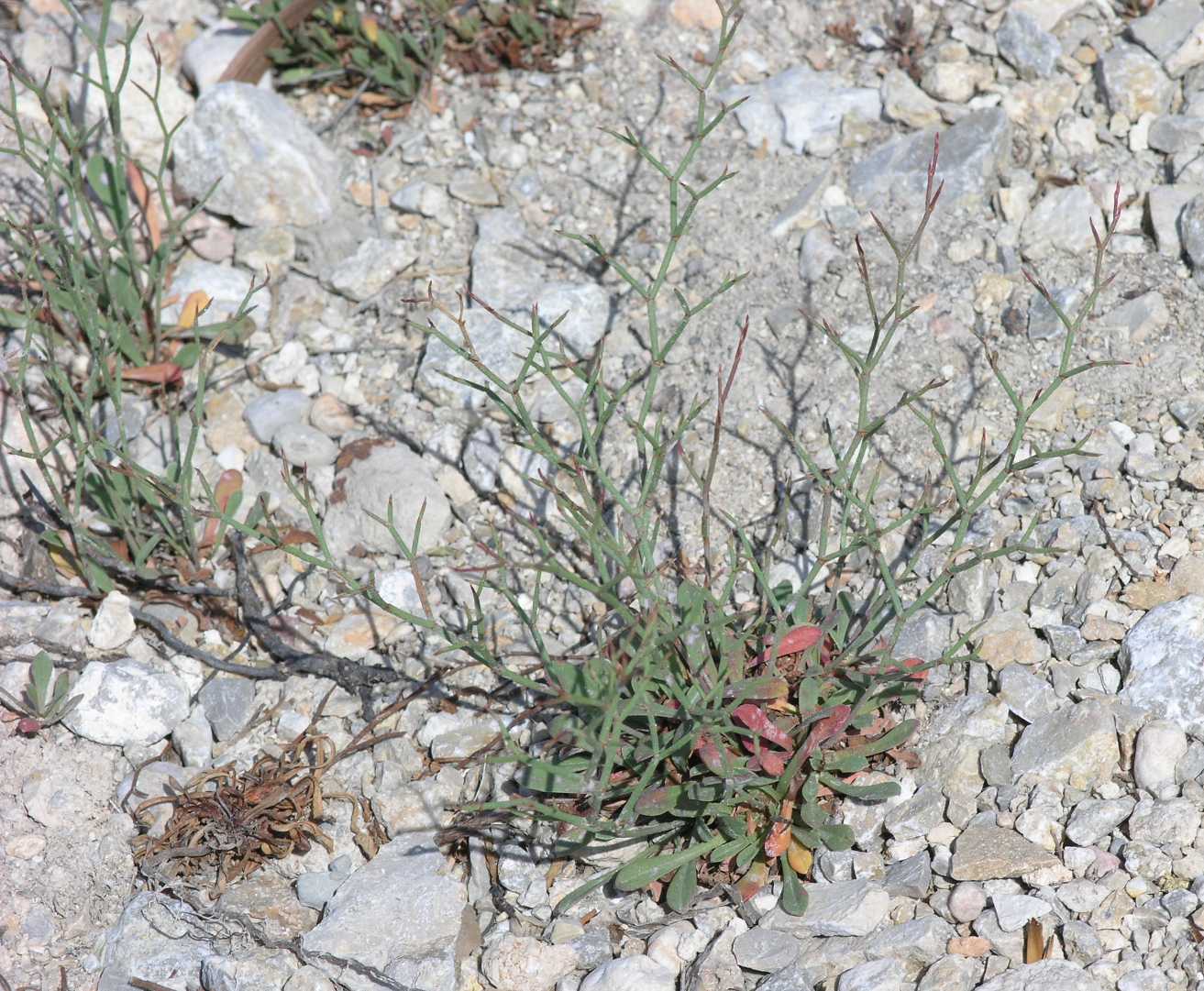 Plumbaginaceae Limonium 