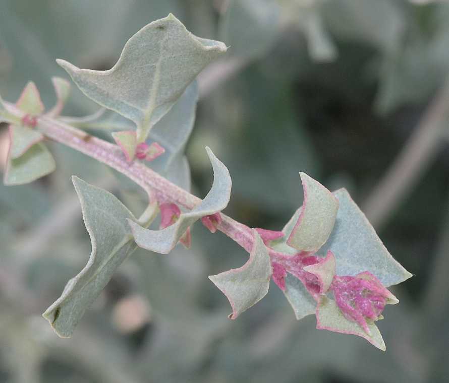 Amaranthaceae Atriplex 