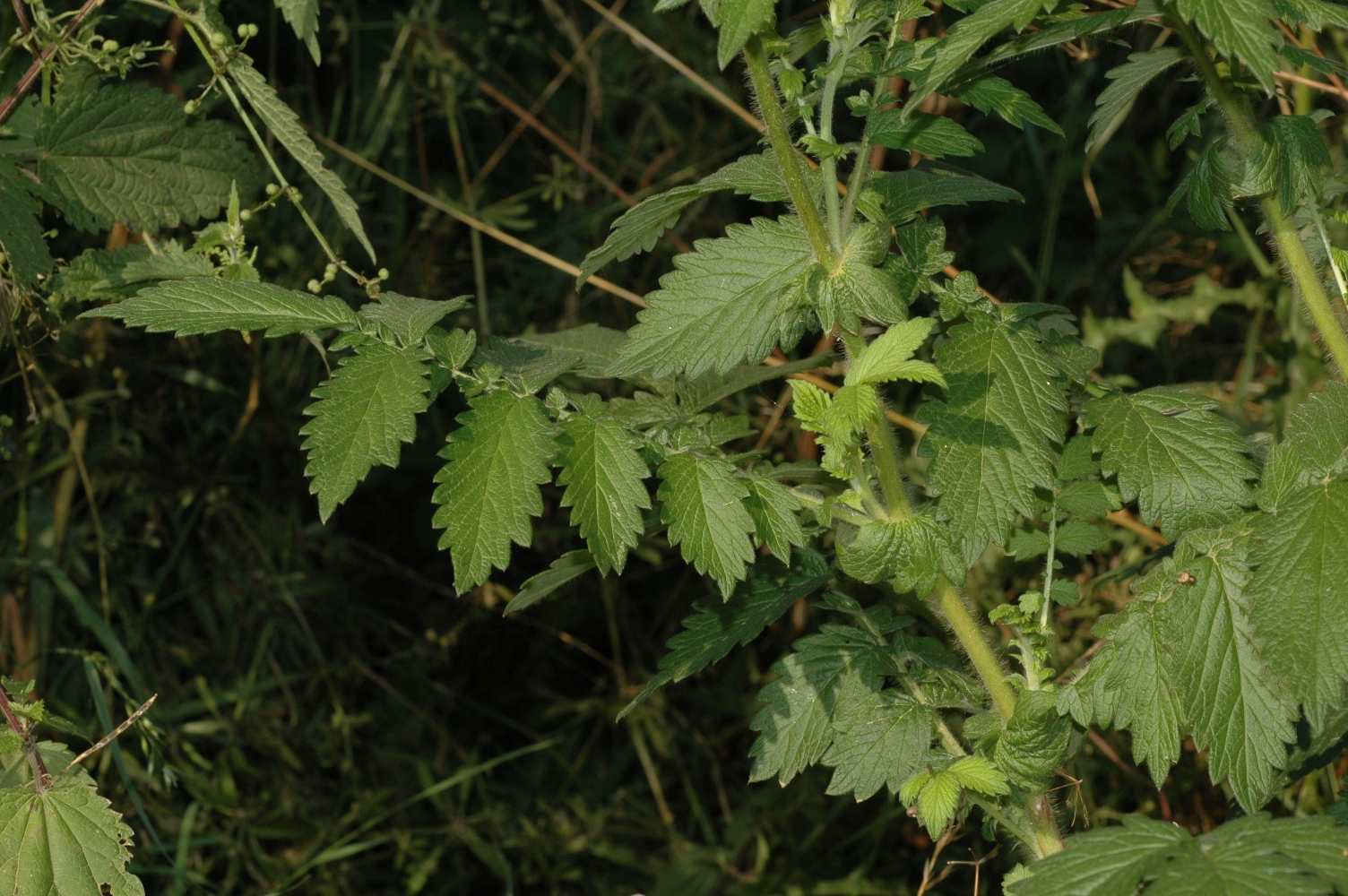 Rosaceae Agrimonia eupatoria