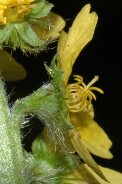 Rosaceae Agrimonia eupatoria