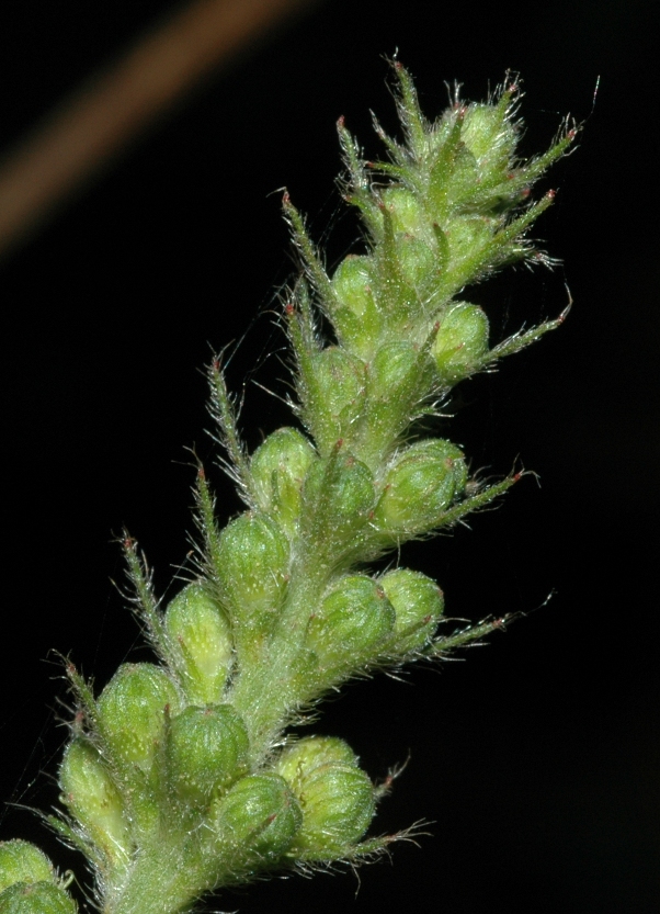 Rosaceae Agrimonia eupatoria