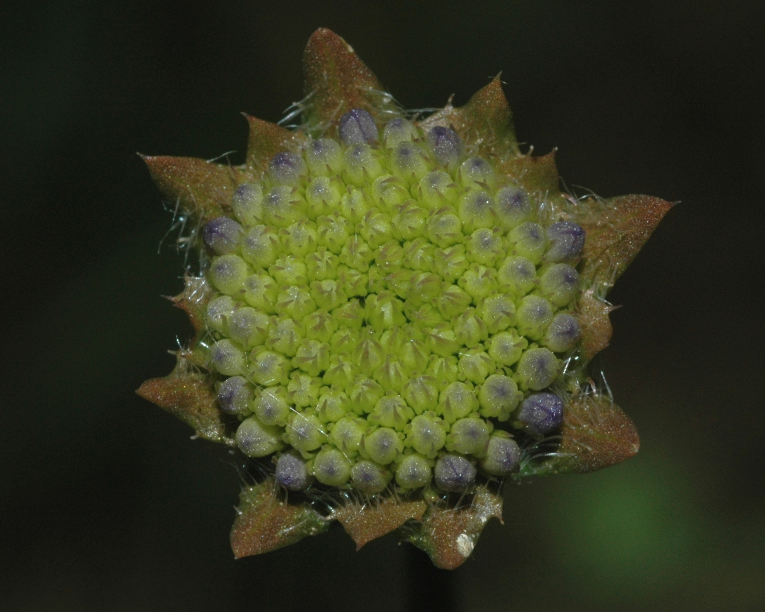 Campanulaceae Jasione montana