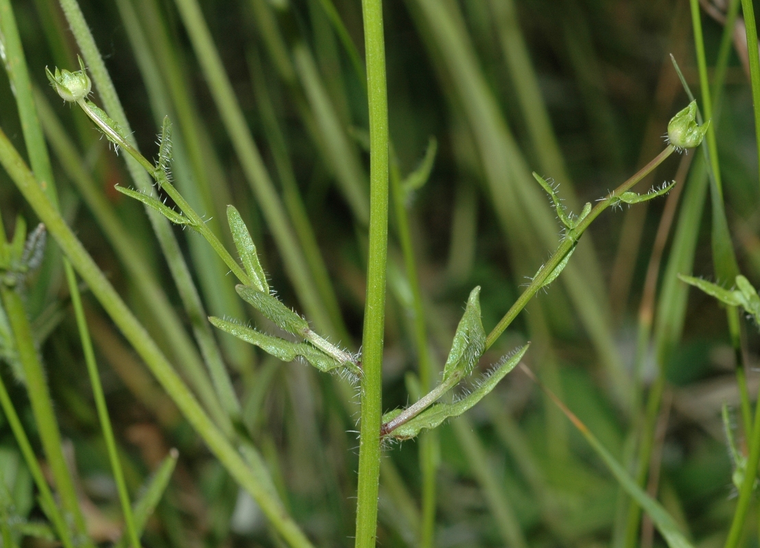 Campanulaceae Jasione montana