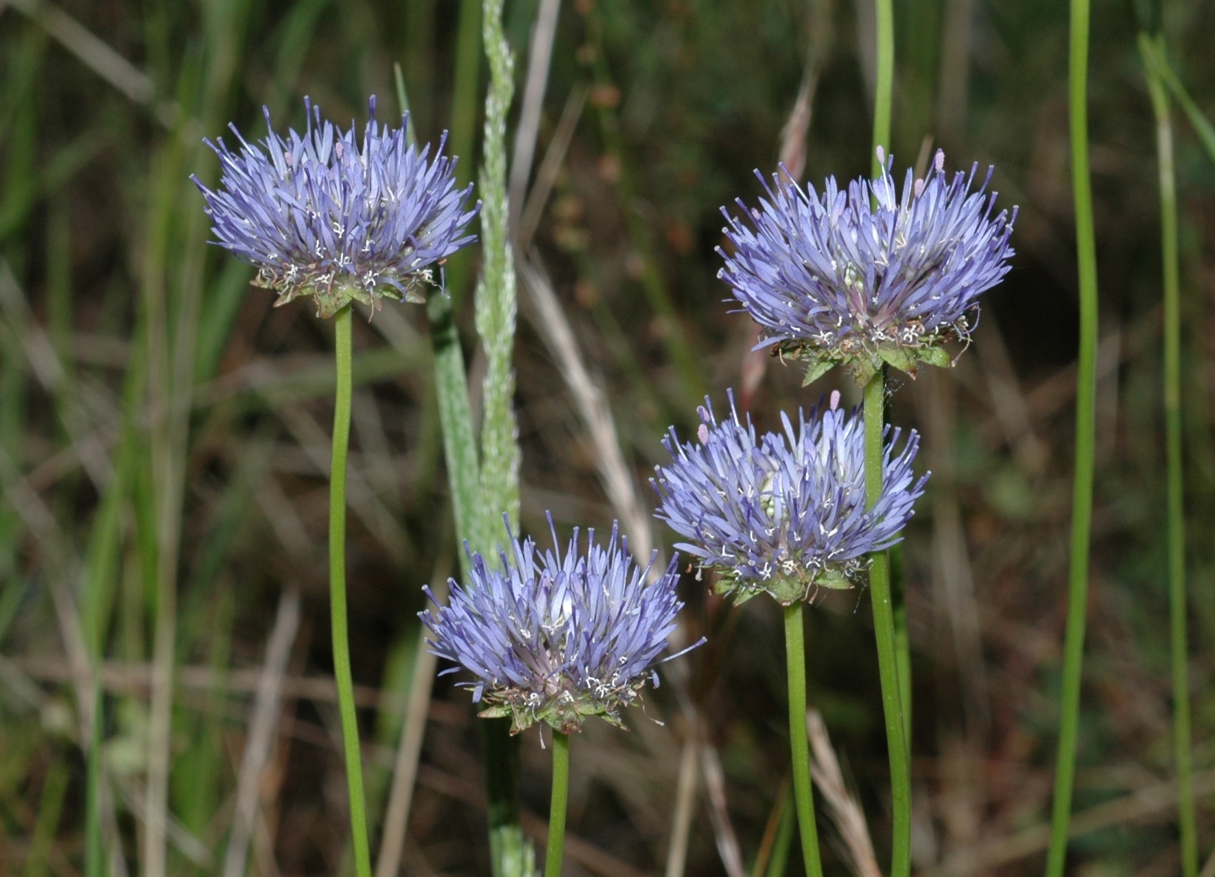 Campanulaceae Jasione montana