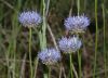 image of Jasione montana