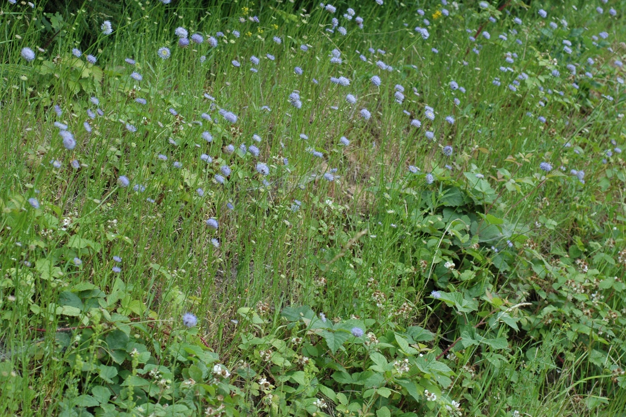 Campanulaceae Jasione montana
