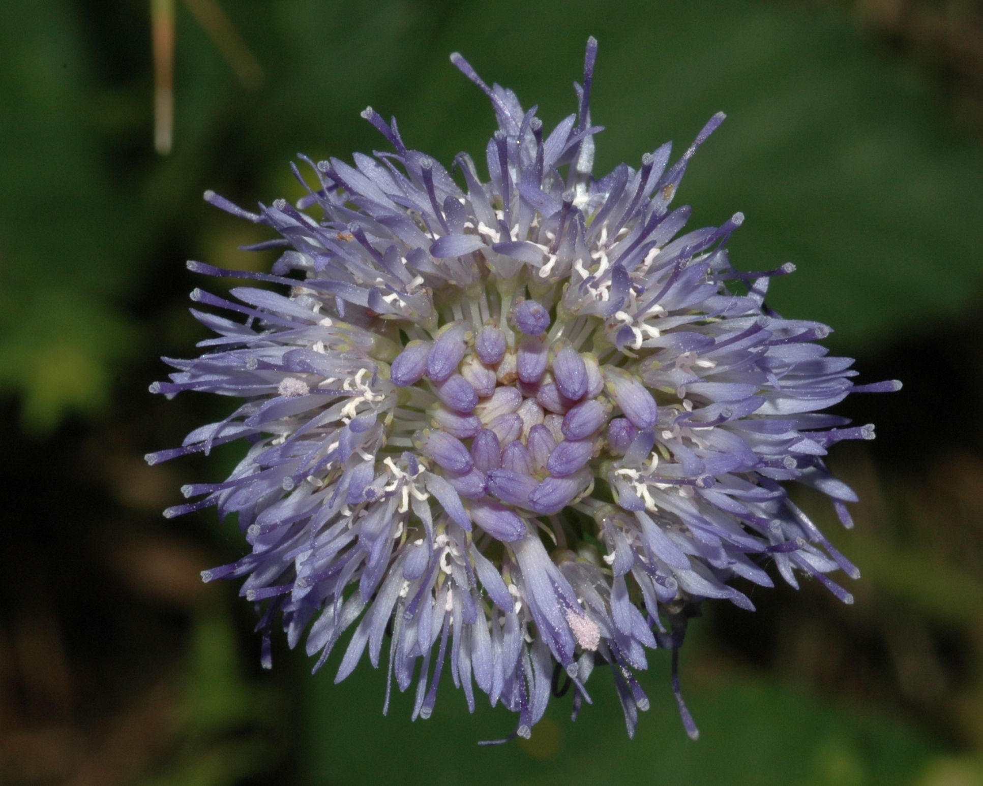 Campanulaceae Jasione montana