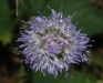 image of Jasione montana