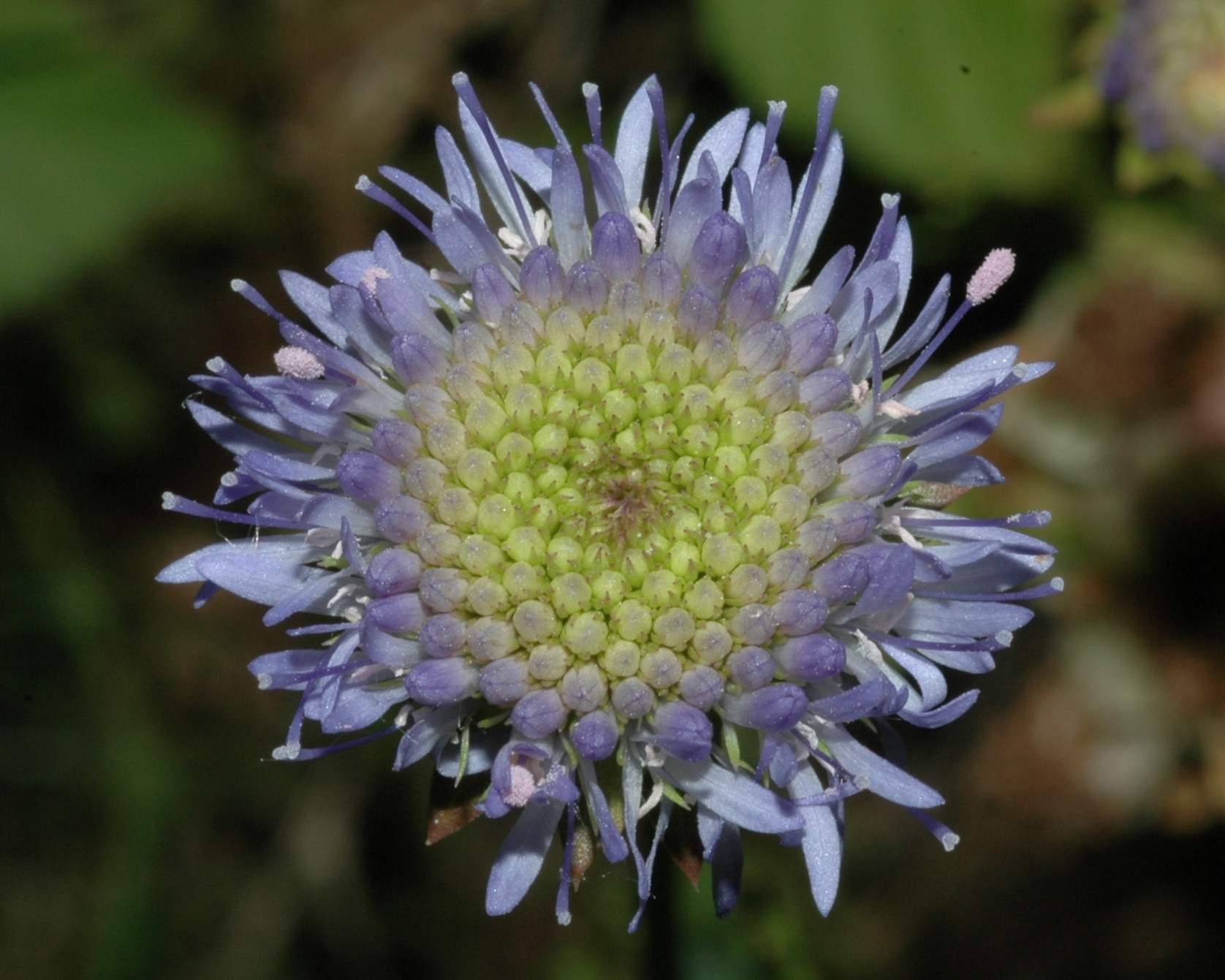 Campanulaceae Jasione montana
