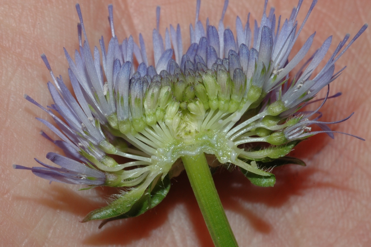 Campanulaceae Jasione montana
