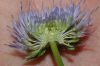 image of Jasione montana