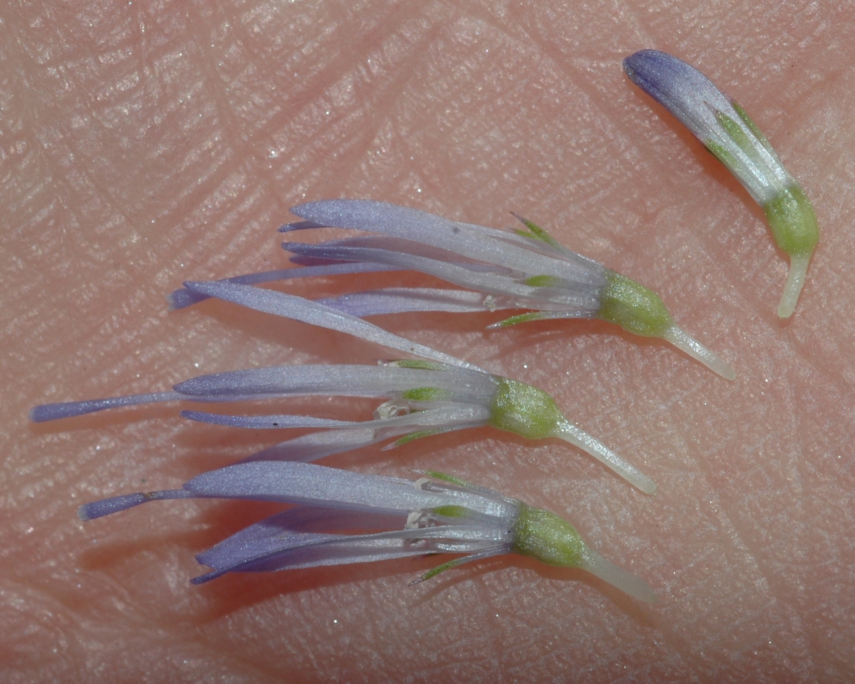 Campanulaceae Jasione montana