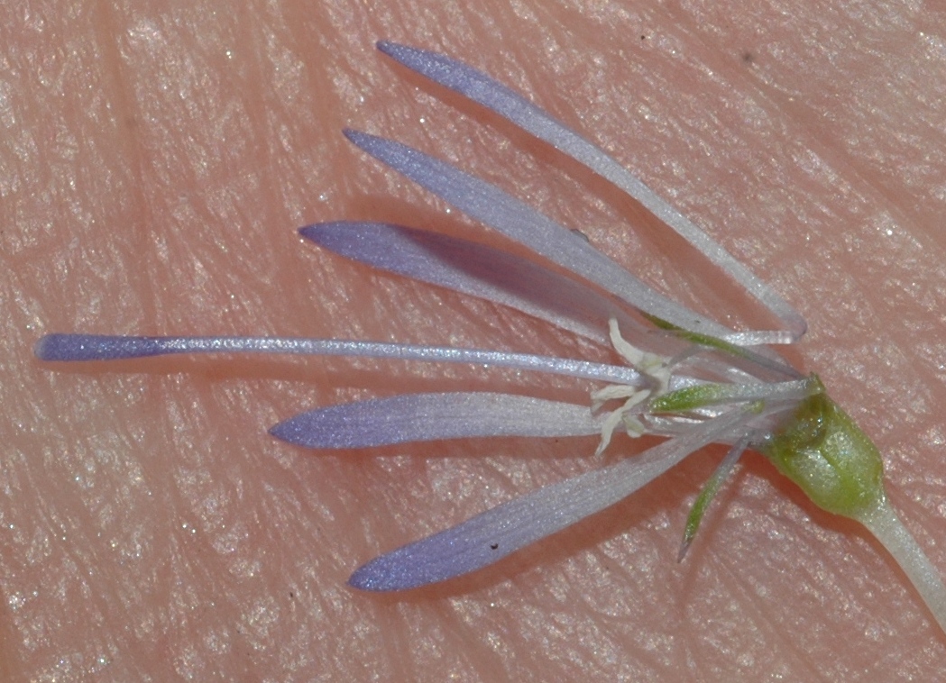 Campanulaceae Jasione montana