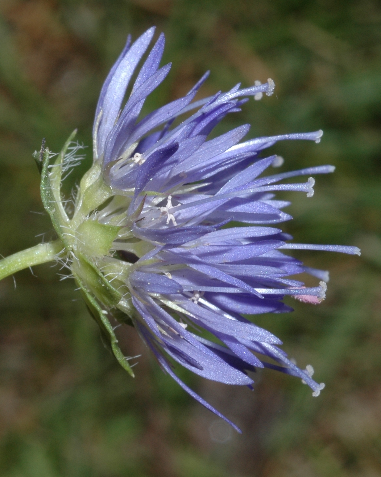 Campanulaceae Jasione laevis