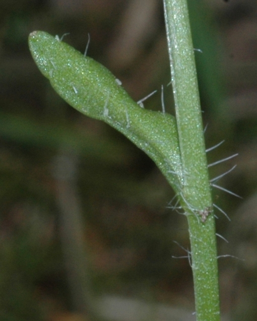 Campanulaceae Jasione laevis
