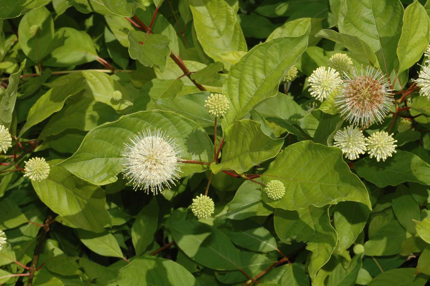 Rubiaceae Cephalanthus occidentalis