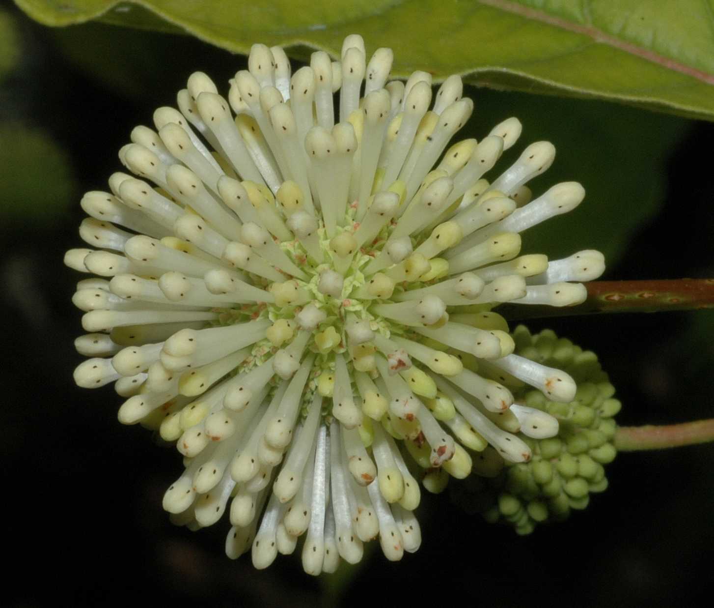 Rubiaceae Cephalanthus occidentalis