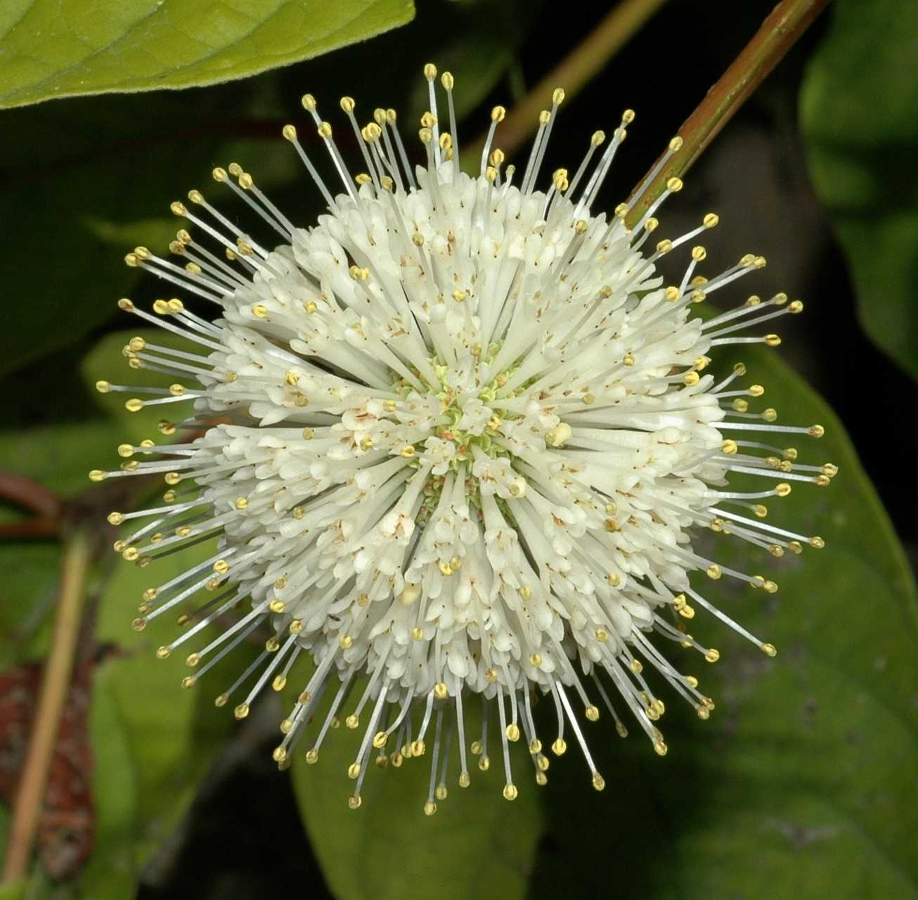 Rubiaceae Cephalanthus occidentalis