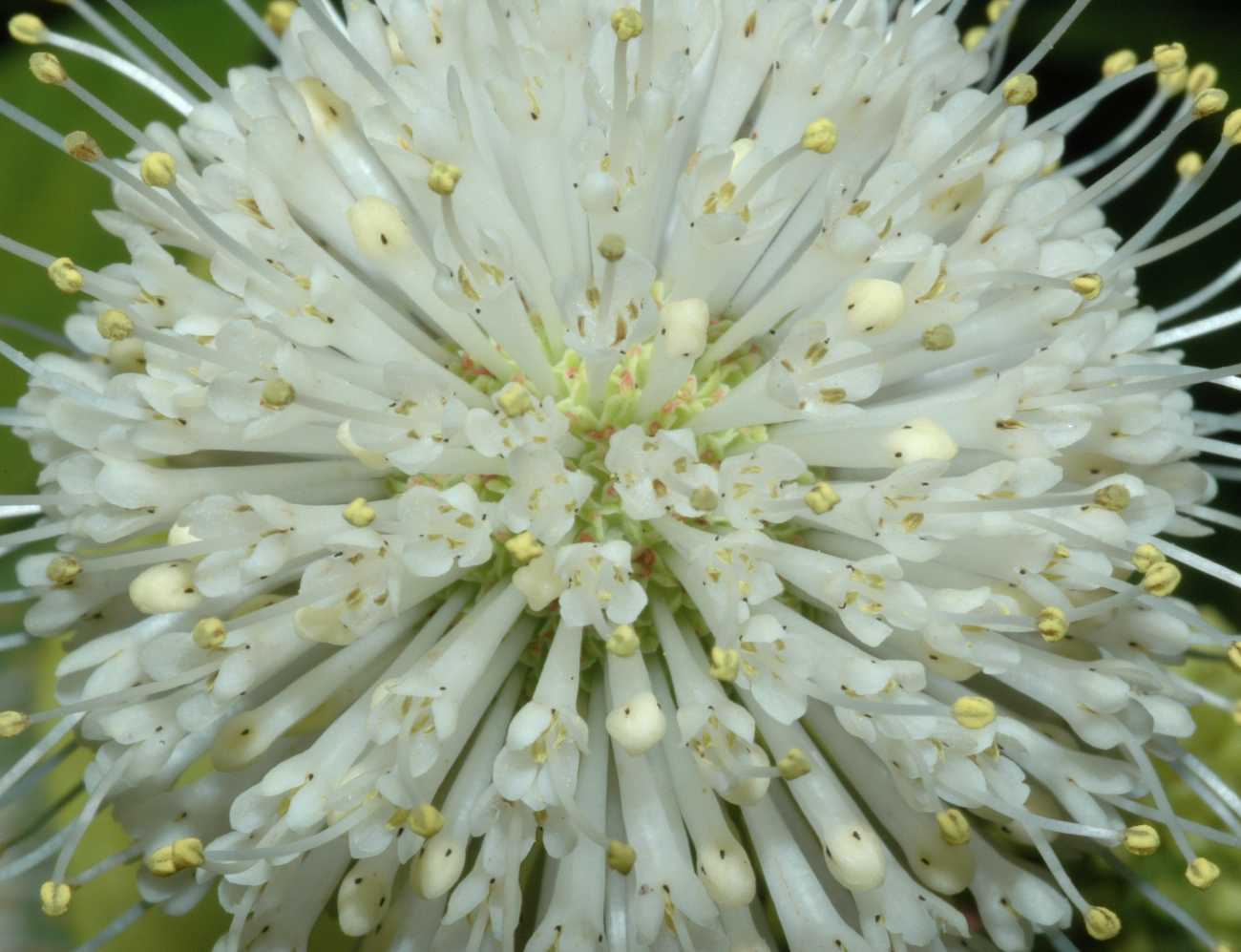 Rubiaceae Cephalanthus occidentalis