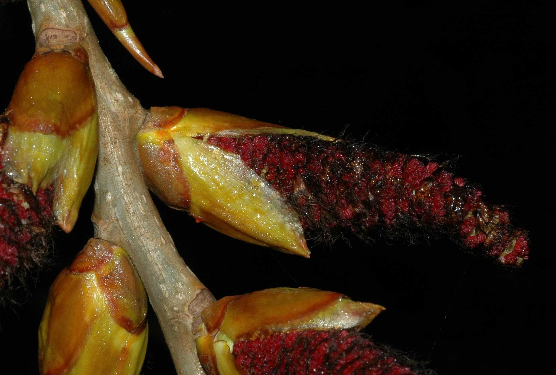 Salicaceae Populus 