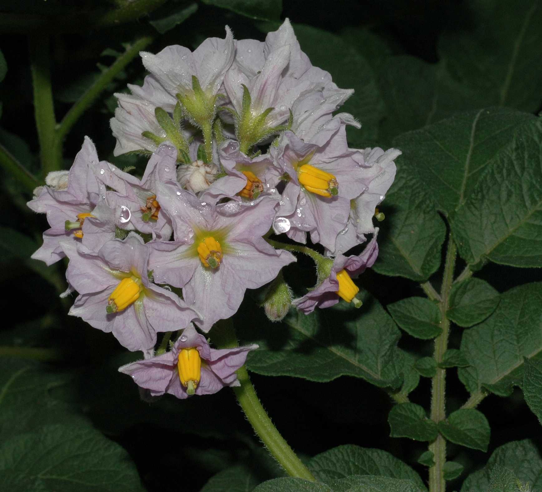 Solanaceae Solanum tuberosum